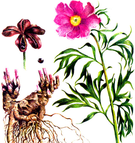 Пион уклоняющийся - стебли, корневища, цветок и семена