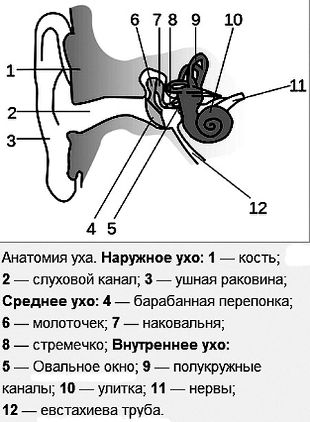 Из каких отделов состоит ухо. Схема строения наружного среднего и внутреннего уха. Наружное ухо среднее ухо внутреннее ухо строение. Строение уха вид сбоку. Строение среднего уха схема.