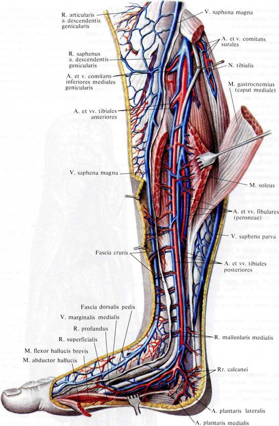 Анатомия вен ноги. Вена сафена Магна анатомия. Задняя большеберцовая Вена анатомия. Медиальная Вена сафена. Икроножные вены голени анатомия.