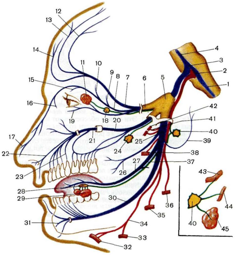 Тройничного нерва 9 букв. Тройничный нерв анатомия. Тройничный нерв (n. trigeminus). 2 Ветвь тройничного нерва анатомия. Иннервация тройничного нерва схема.